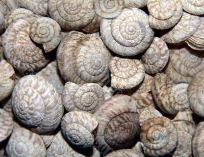 Snail Shell Background
