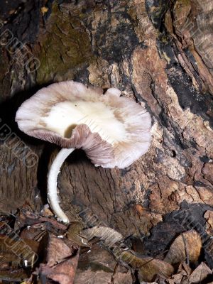 Mushroom Close-up.