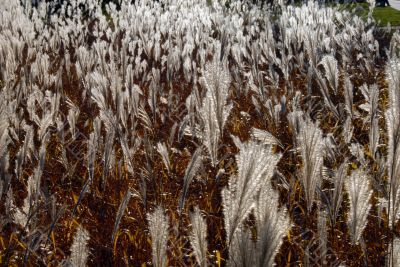 Autumn grass in a field