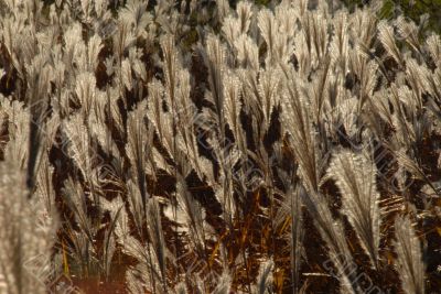 Autumn grass in a field