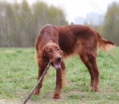 tasty branch