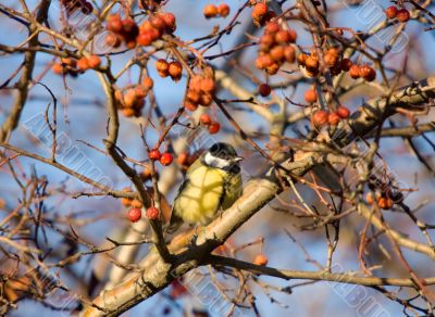 Titmouse