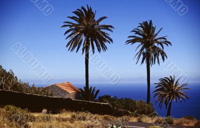 Palm group sea view