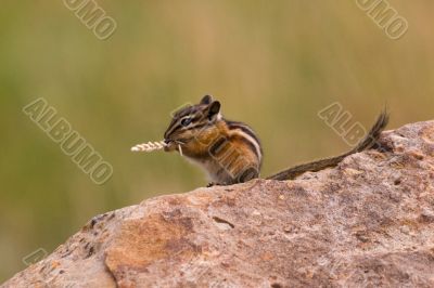 Dining chipmunk