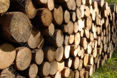 pile of Wood