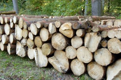 pile of Wood