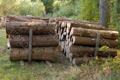 pile of Wood