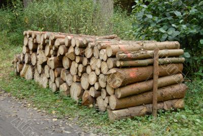 pile of Wood