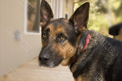 German Shepherd on Deck