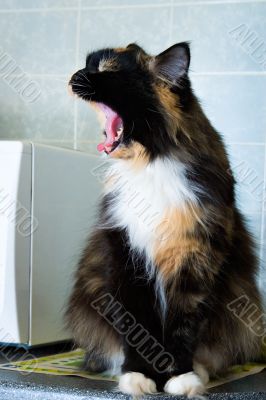 hungry cat