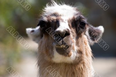 alpaca