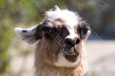 alpaca