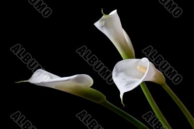 three calla lilies