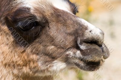 alpaca