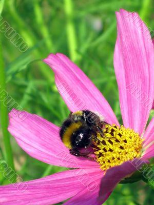 The bumble-bee on a cosmo