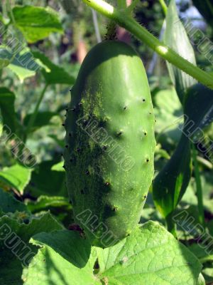 The cucumber