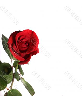 fore your love letter