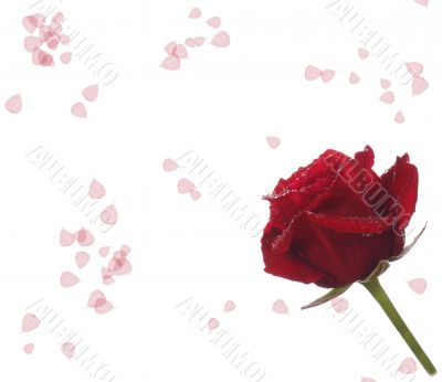 love lerrer with fresh red  rose
