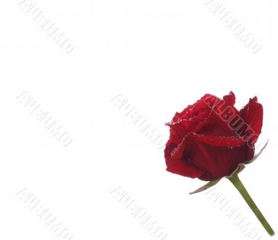 love lerrer with fresh red  rose