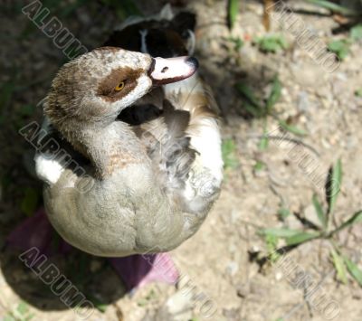 Duck on Ground