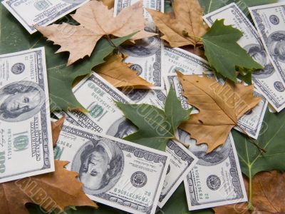 American dollars and autumn  leaves