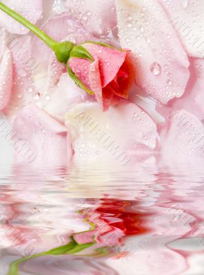  flower of a rose