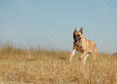 running belgian shepherd