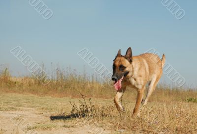 running belgian shepherd