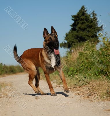 belgian shepherd malinois