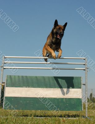 belgian shepherd tervueren