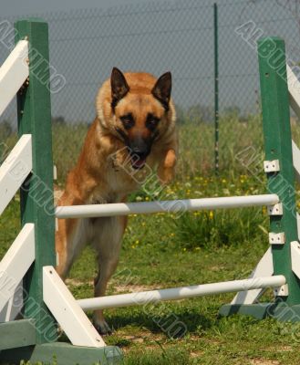 belgian shepherd tervueren