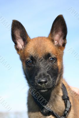 puppy malinois