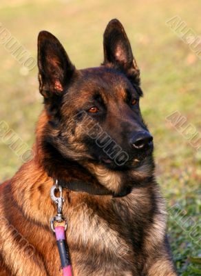 belgian shepherd malinois