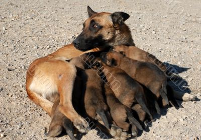 female shepherd and puppies