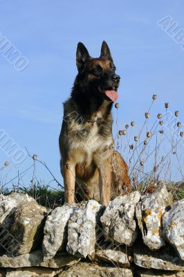 belgian shepherd malinois