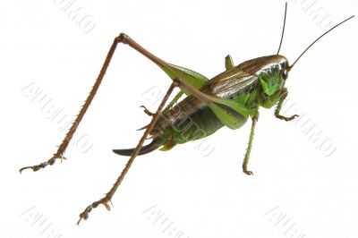 Grasshopper