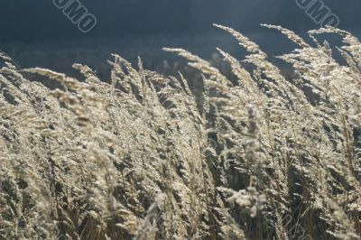 Grass