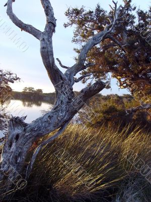 Tree in wetlands