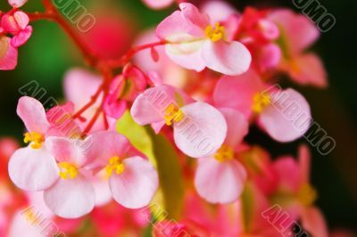 Tropical flowers
