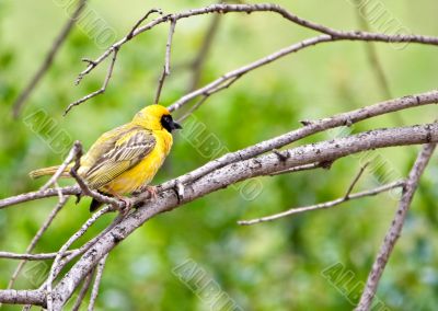 Weaver bird