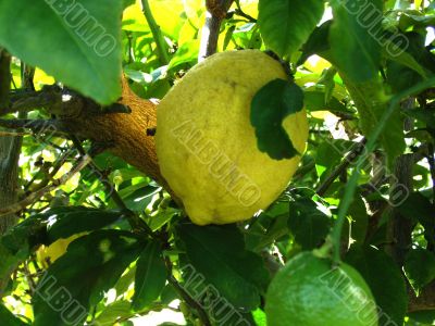 Lemon in tree