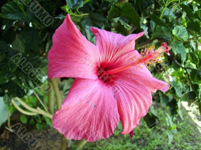 Pink Hibiscus