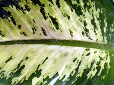 Leaf close up