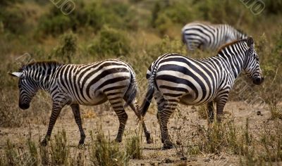 Zebras