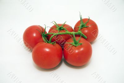 tomatoes