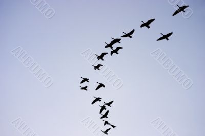 Canada geese