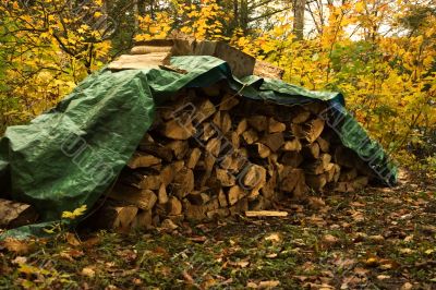 Firewood in forest