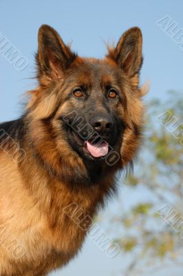 female german shepherd