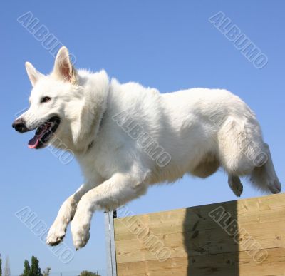 jumping white german shepherd