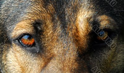 eyes of german shepherd